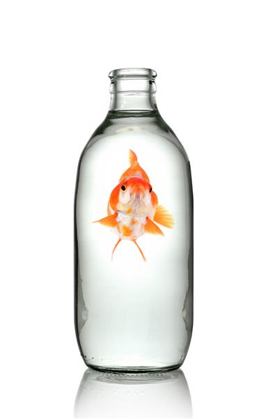 ماهی قرمز سر شیر در بطری شیشه ای روی زمینه سفید جدا می شود نمای جلویی