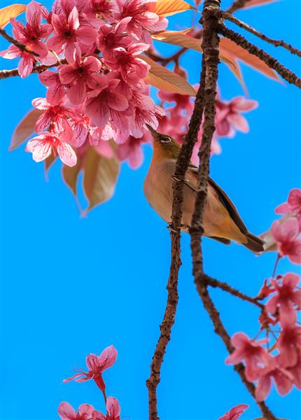 پرنده چشم سفید روی شاخه گل شکوفه گیلاس ساکورا