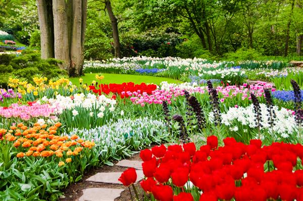 تخت گل های زیبا در پارک هلند
