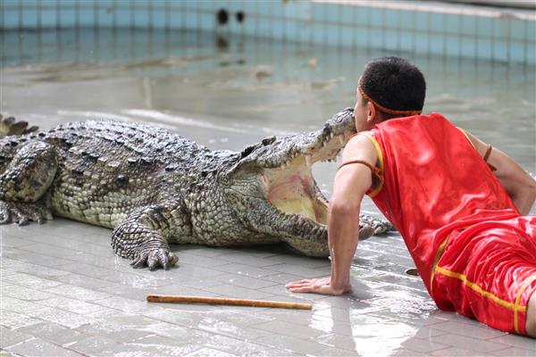 پاتایا یک نگهبان ناشناس مزرعه در عمل برای بوسیدن سر تمساح به عنوان بخشی از نشان دادن دست گرفتن تمساح در مزرعه تمساح های پاتایا 12 آوریل 2014 پاتایا تایلند