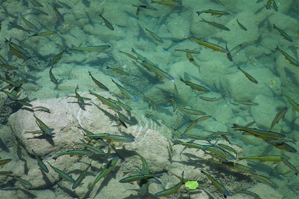 ماهیان به وفور در آبهای شفاف و آبی پارک ملی کرواسی شنا می کنند