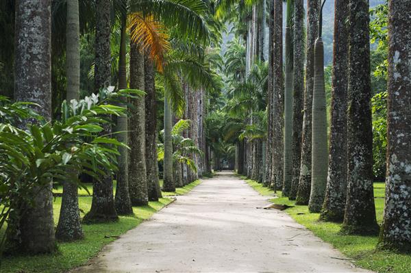 خیابان درختان نخل سلطنتی در باغ های گیاهان ریودوژانیرو برزیل