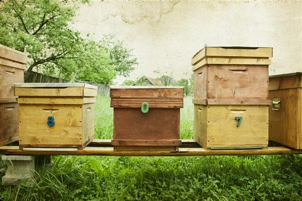 عکس جذاب کندوهای زنبور عسل در مزرعه