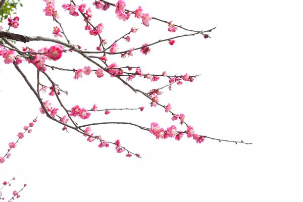 شکوفه آلو که روی زمینه سفید جدا شده است