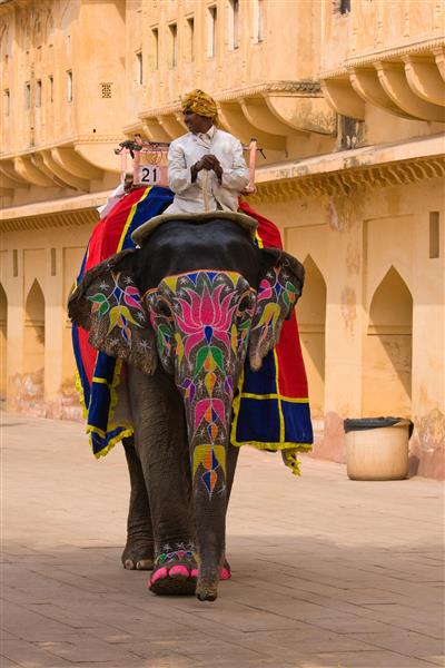 فیل تزئین شده در جاده قلعه کهربا در جیپور راجستان هند
