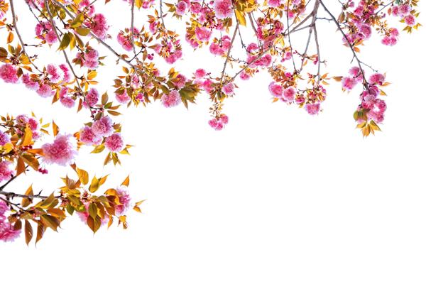 شکوفه های گیلاس که روی زمینه سفید جدا شده است