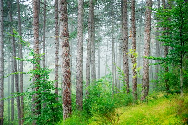 جنگل زیبای درخت کاج پس زمینه طبیعی انتزاعی جنگلهای مه آلود در صبح طبیعت شگفت انگیز ایتالیا