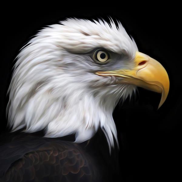 سر عقاب جدا شده روی سیاه چهره عقاب آمریکایی شخصیت ملی ایالات متحده تصویر شگفت انگیز عالی برای عکس نماد برچسب خال کوبی کاربر