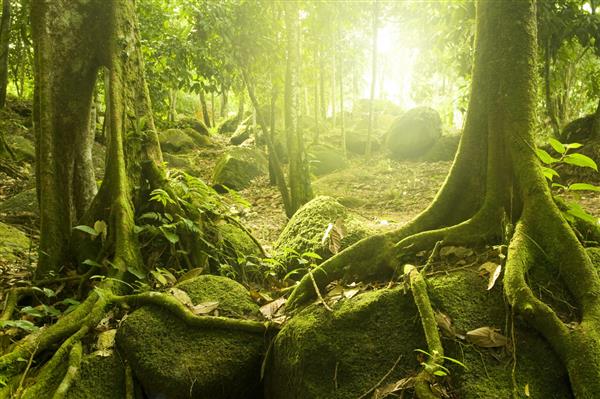 جنگل سبز با پرتوی نور