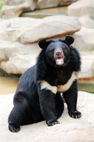 خرس های سیاه آسیایی بزرگترین خرس های آسیا هستند