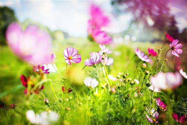 یک روز خوب بهار یا تابستان با گلهای زیبا و زیبا از مزرعه