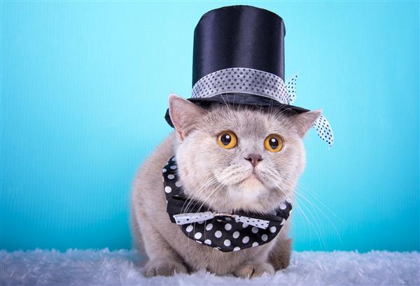 گربه زیبا و شیک انگلیسی پرتره حیوانات گربه انگلیسی با پاپیون دروغ می گوید زمینه آبی تزئینات رنگارنگ مجموعه ای از حیوانات خنده دار
