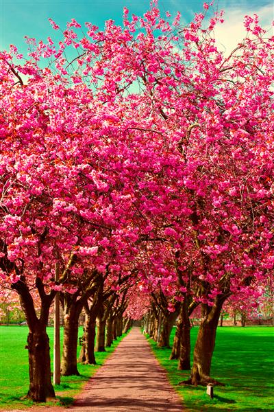 مسیری را طی کنید که با درختان شکوفه آلو در پارک میدوز ادینبورگ احاطه شده است