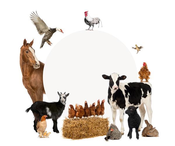 گروهی از حیوانات مزرعه که یک علامت خالی را احاطه کرده اند