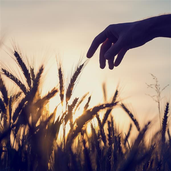 سیلوایتی از دست مردی که می خواهد گوش های گندم طلایی را که در یک مزارع طلوع یا غروب آفتاب در یک تصویر مفهومی از طبیعت کشاورزی و محیط زیست رشد می کند لمس کند