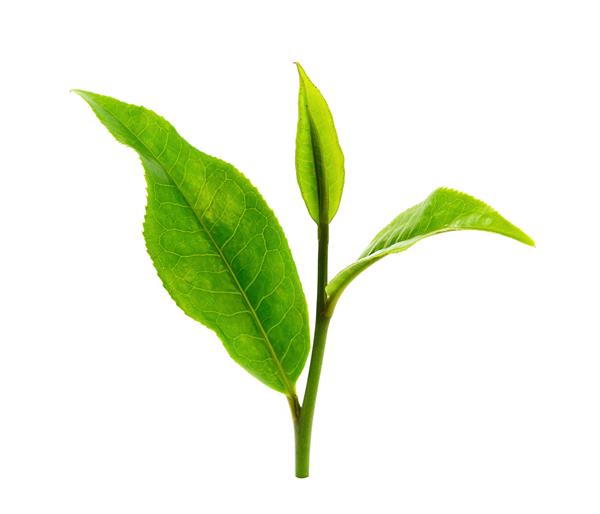 برگ چای سبز که روی زمینه سفید جدا شده است