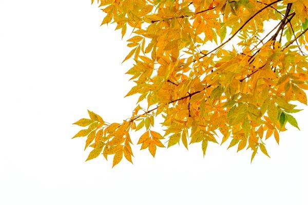 شاخه درخت خاکستر با برگ های زرد در پاییز جدا شده در پس زمینه سفید