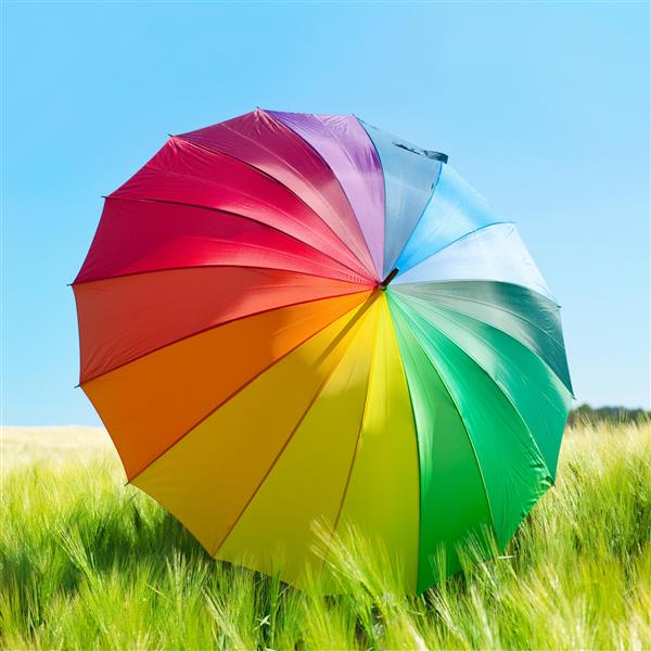 چتر رنگارنگ در مزرعه گندم