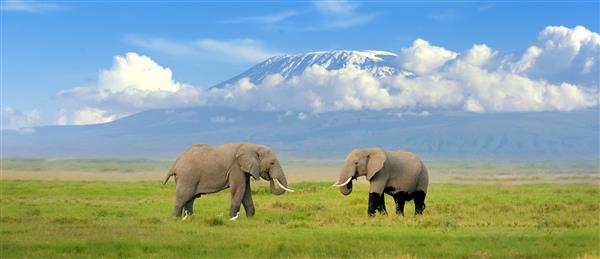 فیل با پس زمینه کوه کلیمانجارو