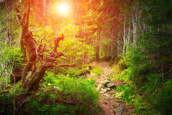جنگل انبوه کوه و درختانی با خزه در نور جادویی تصویر فیلتر شده جلوه رنگارنگ