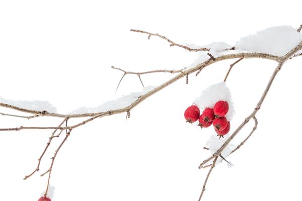 شاخه ای با توت قرمز در زمستان روی زمینه سفید