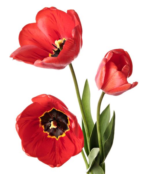 سه گل لاله قرمز جدا شده بر روی یک زمینه سفید