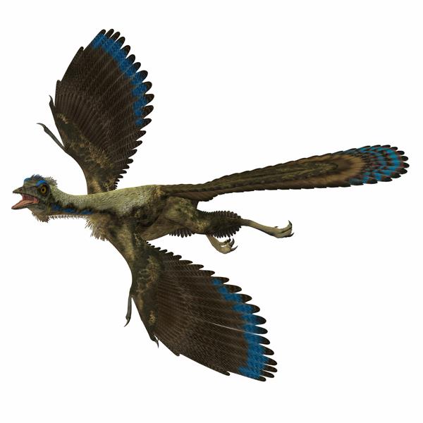 آرچاوپتریکس ابتدایی ترین پرنده شناخته شده است و در عصر ژوراسیک آلمان زندگی می کرد