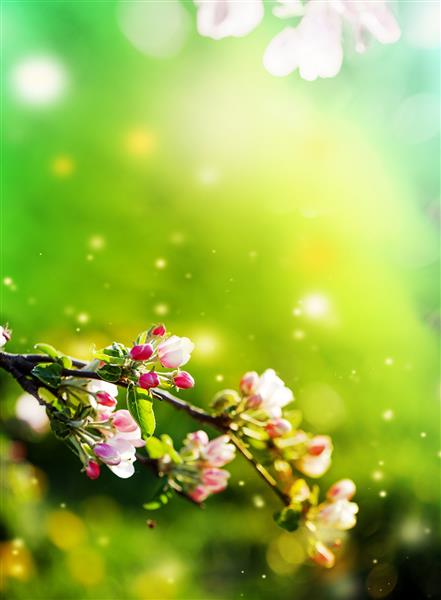 درخت شکوفه بیش از پس زمینه طبیعت گل های بهاری پس زمینه بهار