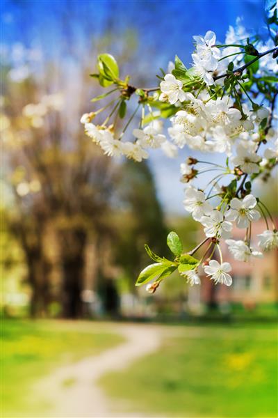 درخت شکوفه بیش از پس زمینه طبیعت گل های بهاری پس زمینه بهار