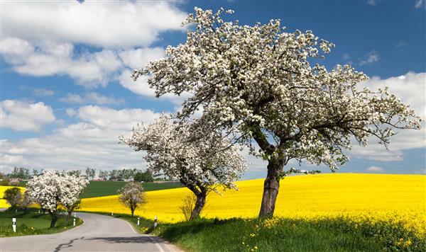 نمای بهاری جاده با درخت های سیب و مزارع کلزا