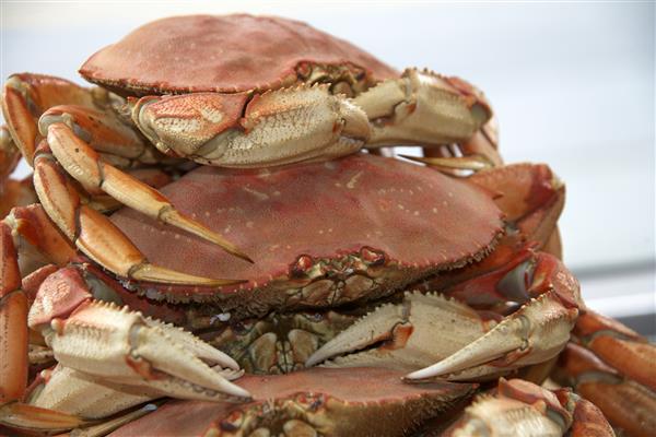 خرچنگ های برای بازار انباشته شده اند آنها یک غذای خوشمزه محبوب هستند و مهمترین خرچنگ تجاری در شمال غربی اقیانوس آرام و همچنین ایالات غربی هستند
