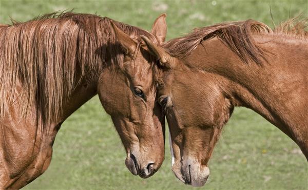 دو اسب زیبا به هم سلام می کنند