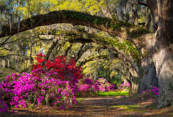 باغ چارلستون باغ کارولینای جنوبی در زیر بلوط های زنده و خزه های اسپانیایی