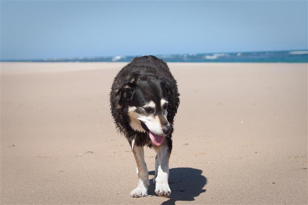 سگ که در ساحل قدم می زند