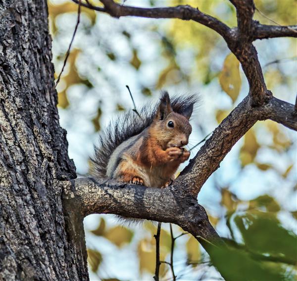سنجاب سرخ نشسته روی درخت پارک مسماف