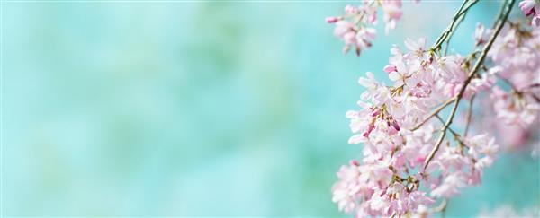 شکوفه گیلاس بهاری با زمینه سبز پاستلی اوایل بهار