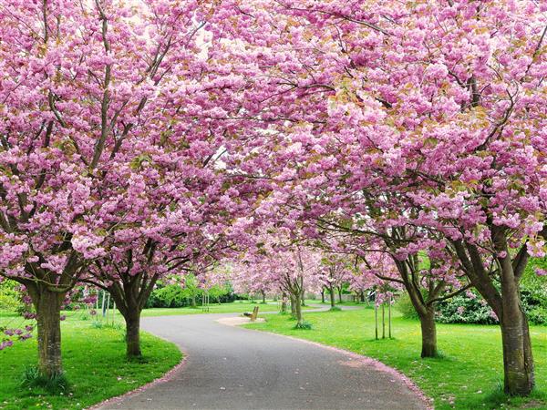 نمایی منظره از جاده زیبای پر پیچ و خم کشور که توسط درختان گیلاس در شکوفه کشیده شده است