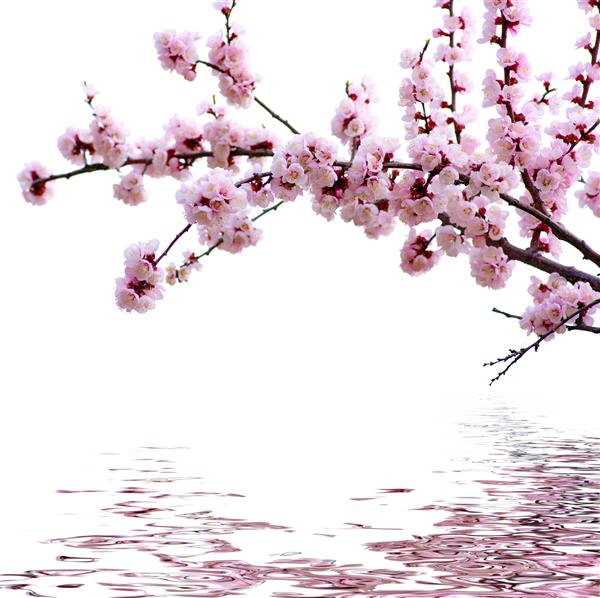 شاخه ای با شکوفه های صورتی که روی زمینه سفید قرار دارد