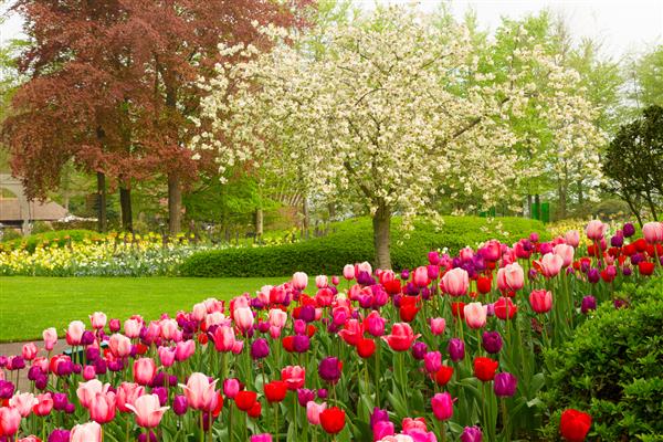 باغ بهاری با لاله های شکوفه دار و درخت شکوفه کوکنهوف هلند