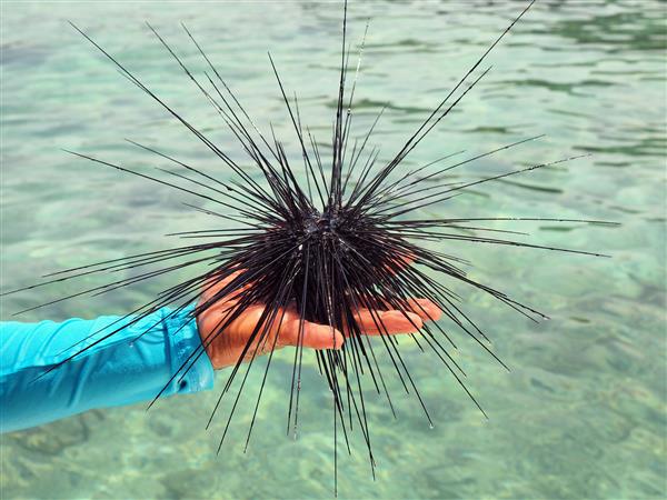 جوجه تیغی دریایی در دست غواص از جنوب تایلند