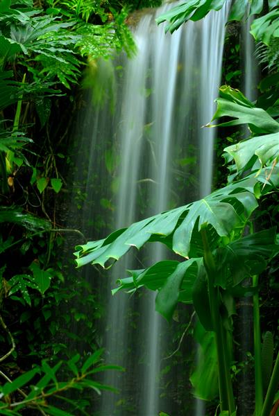آبشار در جنگل بارانی - زیبایی آبشار در میان برگهای سبز و سرسبز جنگل بارانی