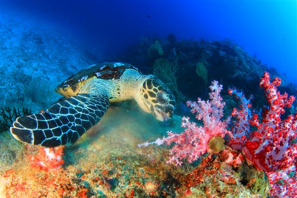 لاک پشت دریایی در حال خوردن مرجان های نرم