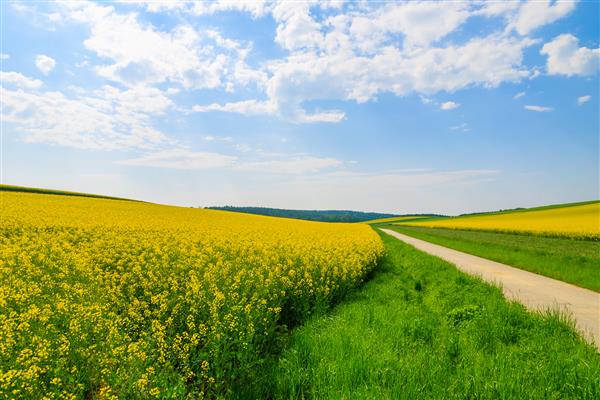 جاده روستایی در امتداد زمین گل زرد کلزا و آسمان آبی بورگنلند جنوب اتریش