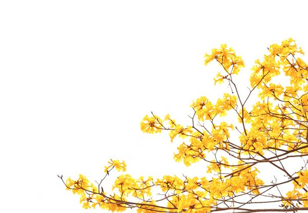 گلهای زرد در بهار و در زمینه سفید شکوفا می شوند
