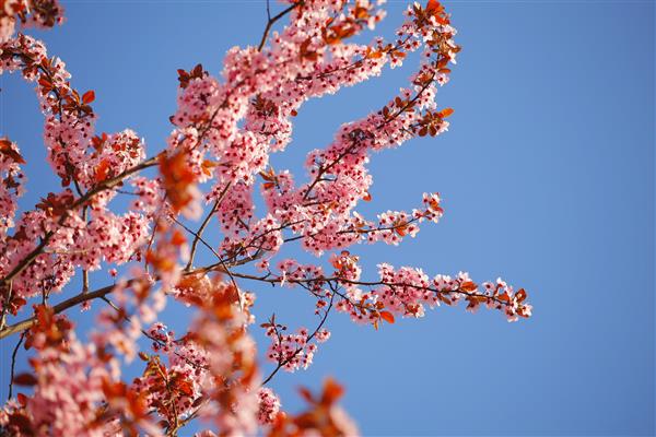 شکوفه های بهار روی شاخه های درختان با پس زمینه آسمان آبی