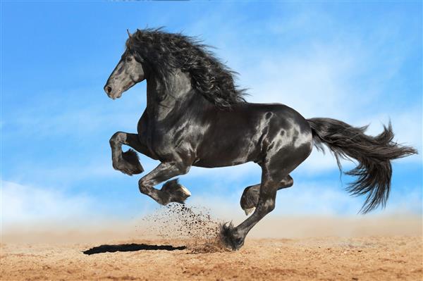 در حال دویدن اسب فریسی سیاه و سفید