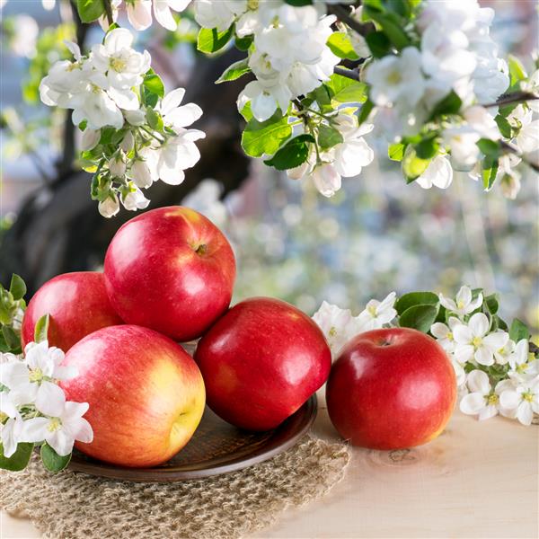 سیب های قرمز روی بشقاب شاخه های گل و دستمال بافتنی روی تخته چوبی باغ