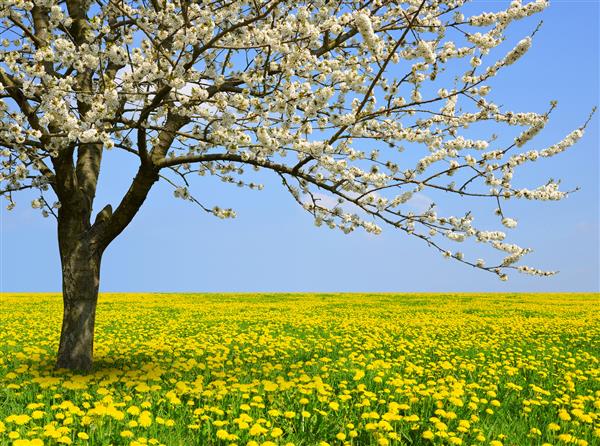 درخت گل در زمینه قاصدک فصل بهار