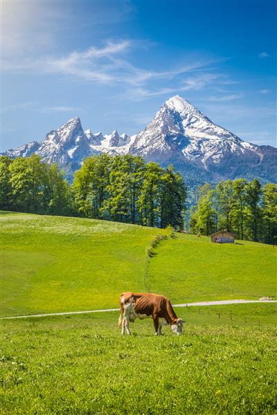 منظره ییلاقی تابستانی در آلپ با چرای گاو در مراتع کوهستانی تازه سبز و کوه های پوشیده از برف در پس زمینه Nationalpark Berchtesgadener Land بایرن علیا آلمان