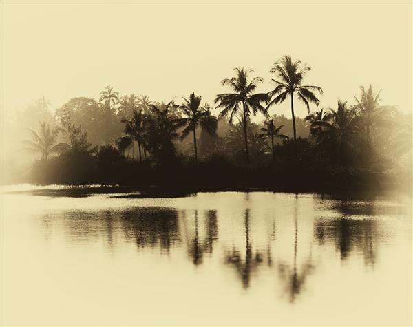 بازتاب های افقی نخل های قهوه ای منعکس شده روی کارت پستال پس زمینه دریاچه